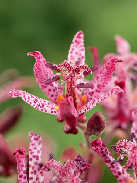 Tricyrtis hirta 'Sinonome', Krötenlilie, weiß-violett, ca. 9x9 cm Topf