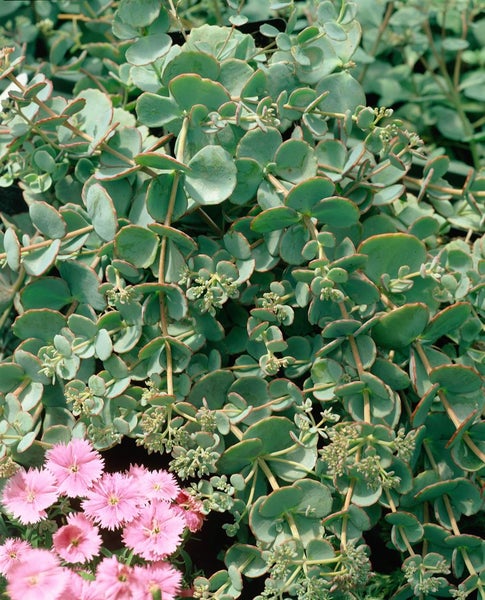 Detailaufnahme einer Fetthenne-Pflanze mit pinkfarbenen Blüten