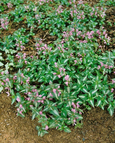 Nahaufnahme von gefleckter Taubnessel mit rosa Blüten