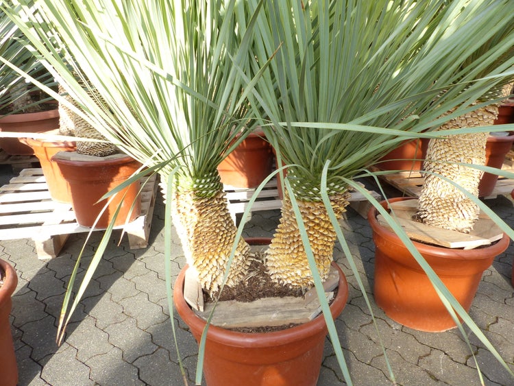 Yucca rostrata mit strukturiertem Stamm und schmalen Blättern im Kunststofftopf.