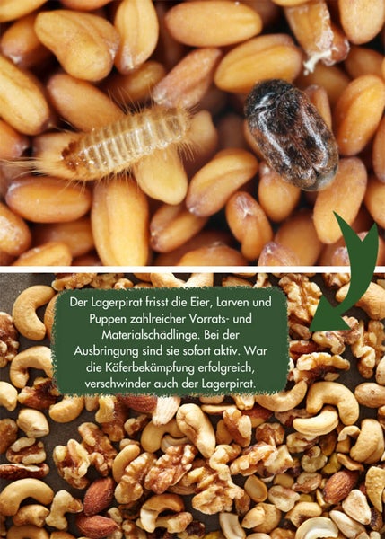 Schlupfwespen Lagererzwespen gegen Brotkäfer, Tabakkäfer, Kugelkäfer, Messingkäfer | Nützlinge, biologisch