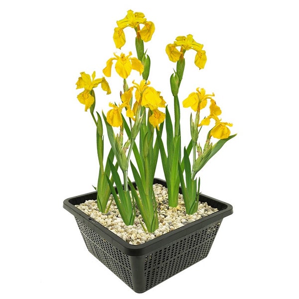 Gelbe Sumpfschwertlilie in schwarzem Pflanzkorb für den Gartenteich, mit Kies bedeckt.