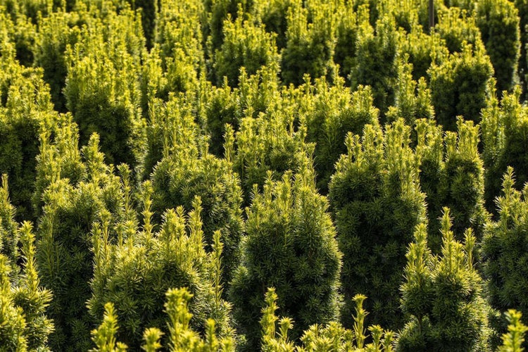 Feld mit immergrünen Eibenhecken für den Garten