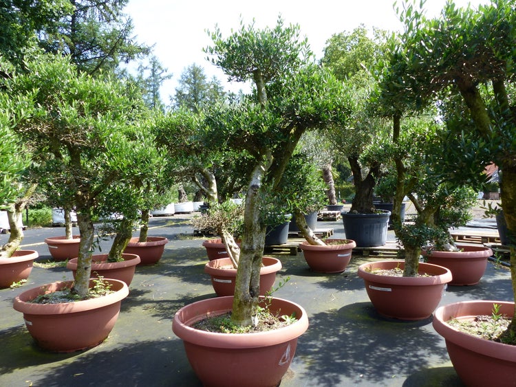 Olivenbäume in großen runden Pflanztöpfen im Freien in einer Baumschule oder einem Gartencenter.