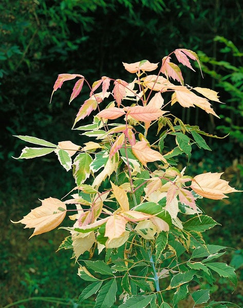 Ahornbaum mit mehrfarbigen Blättern im Garten.