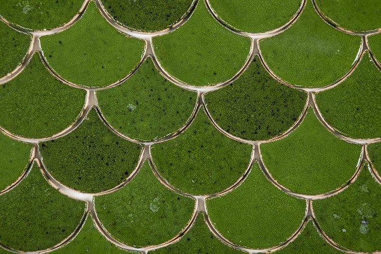 Nahaufnahme von grünen Mosaikfliesen in Fächerform