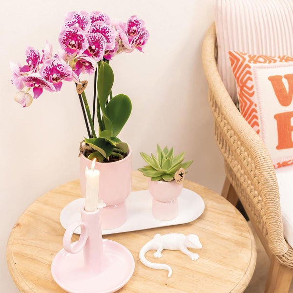 Kolibri Company Set rosa gefleckter Orchidee und Sukkulente auf weißem Tablett frisch vom Züchter