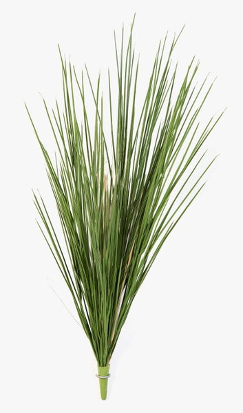 Nahaufnahme einer Hahnenkamm-Blüte Celosia cristata mit samtiger, gewellter Oberfläche und Blättern.