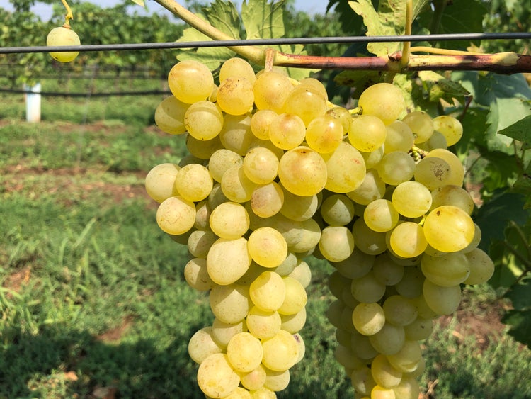 Eine Traube heller Weintrauben hängt an einem Rebstock in einem Weinberg.