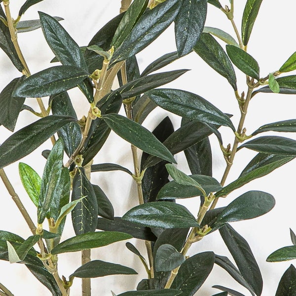 Gummibaum Ficus elastica Belize mit panaschierten Blättern und kräftigem Stamm.