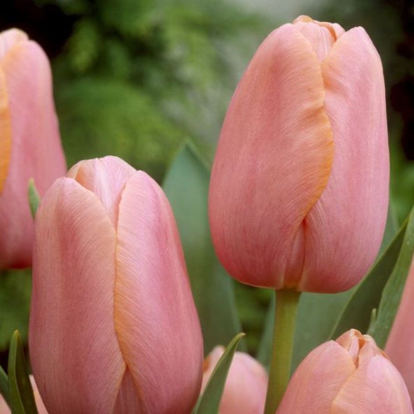 Nahaufnahme von rosa Tulpenblüten