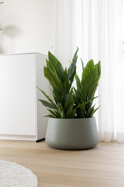 Großer runder Pflanztopf in einem Olivton mit einer grünen Pflanze auf hellem Holzboden in einem hellen modernen Raum neben einem weißen Schrank.