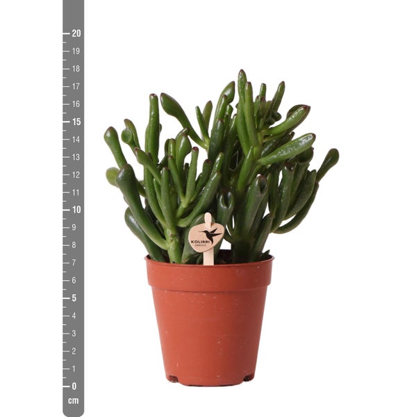 Kolibri Greens Sukkulente Crassula Hobbit Topfgröße 9cm grüne Zimmerpflanze frisch aus der Gärtnerei