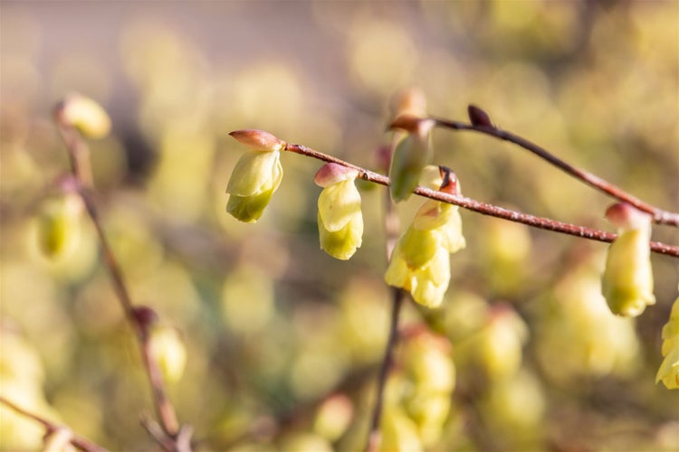 Corylopsis pauciflora, Scheinhasel, zartgelb, 60–80 cm