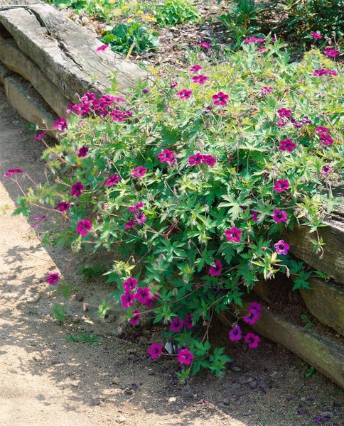 Geranium procurrens 'Ann Folkard', Storchschnabel, violett, ca. 11x11 cm Topf