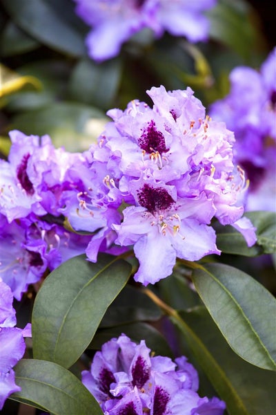 Rhododendron Hybr. 'Blue Peter', blauviolett, 30–40 cm