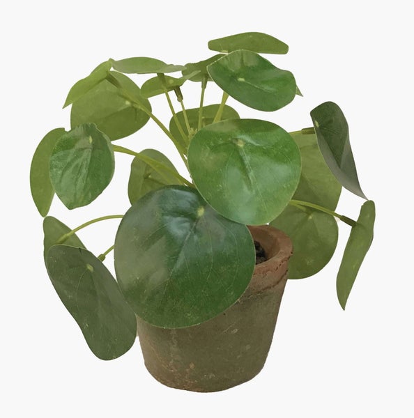 Nahaufnahme einer Pilea peperomioides mit runden grünen Blättern.