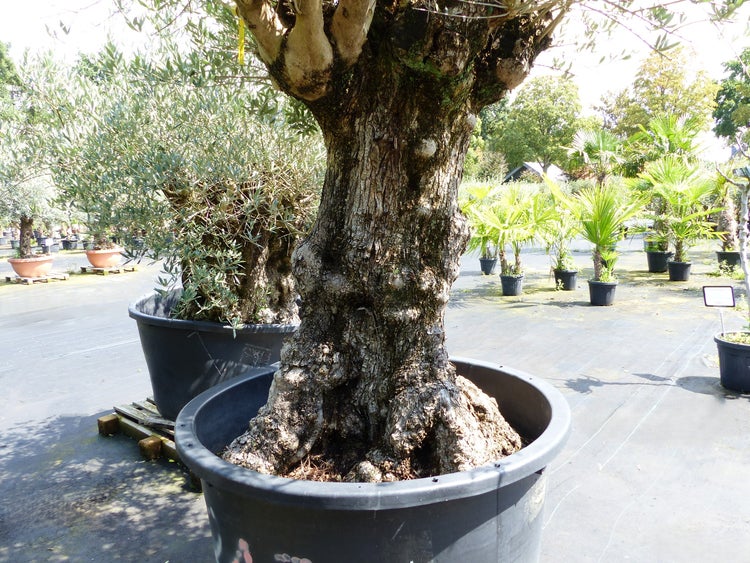 Alter Olivenbaum mit knorrigem Stamm in einem großen schwarzen Pflanzkübel in einer Gärtnerei.