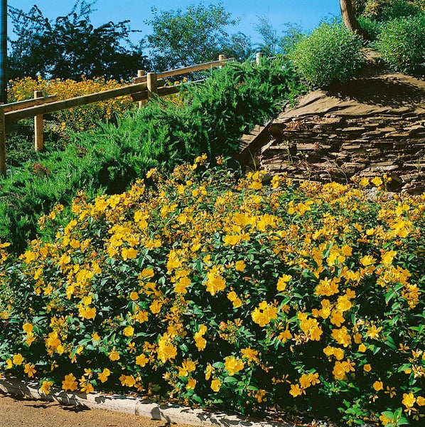 Hypericum 'Hidcote', Johanniskraut, leuchtend gelb, 40–60 cm