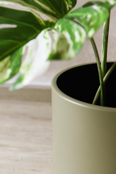 Nahaufnahme einer Monstera Deliciosa Variegata Zimmerpflanze mit weiß-grün panaschierten Blättern in einem zylindrischen Keramiktopf.