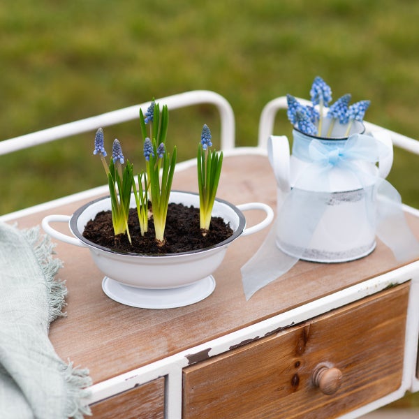 Blaue Traubenhyazinthen in Emailleschale und Dekokanne auf einem Beistelltisch