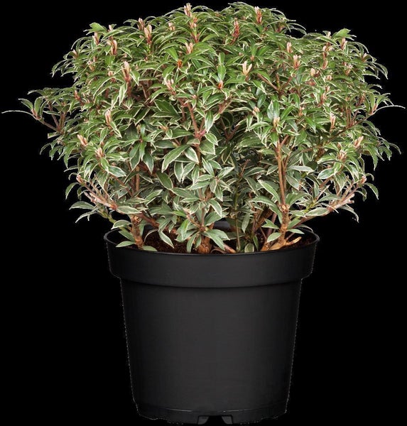 Pieris japonica 'Little Heath', Japanische Lavendelheide, 20–25 cm