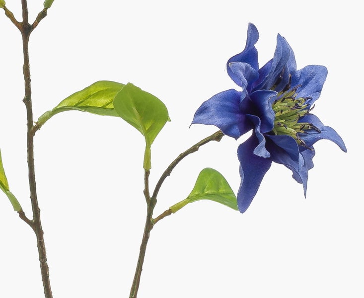 Künstliche Fingeraralie Dizygotheca im schwarzen Kunststofftopf mit fein gezackten Blättern.