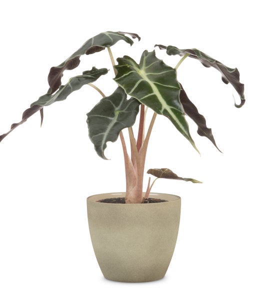 Scheurich Stone, Blumentopf aus Keramik,  Farbe: Taupe Stone, 22 cm Durchmesser, 19,5 cm hoch, 5,5 l Vol.