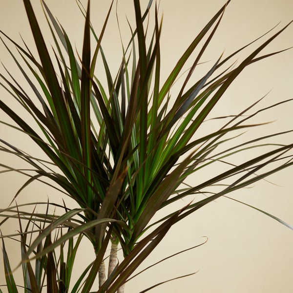 Bloomique - Dracaena Marginata - Drachenbaum - Zimmerpflanzen Groß - Pflegeleicht - Luftreinigend - Höhe 90-110 cm - Topf 21 cm