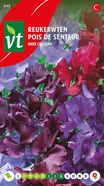 Duftwicke dunkle Farben