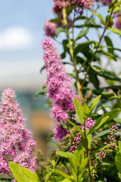 Spiraea billardii 'Triumphans', Prachtspiere, rosa Blüten, 60–100 cm