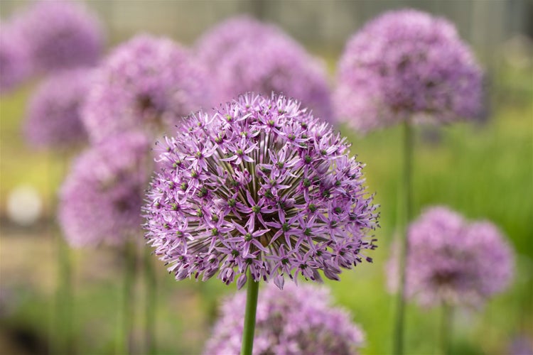 Allium aflatunense 'Gladiator', Zierlauch, violett, ca. 11x11 cm Topf