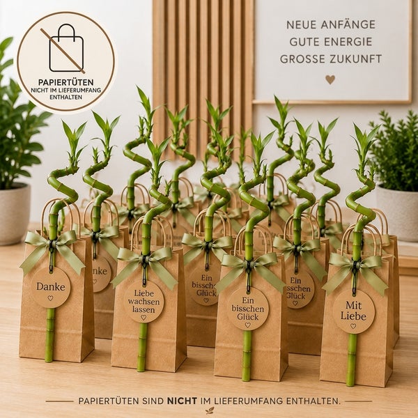 Glücksbambus Dracaena sanderiana in dekorativen Papiertüten. Papiertüten nicht im Lieferumfang enthalten.