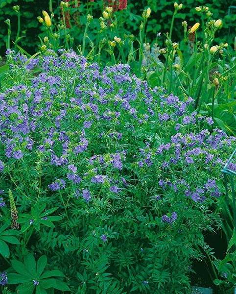 Blühende Jakobsleiter im Garten