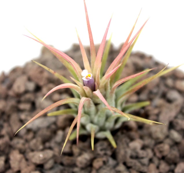 Tillandsia ionantha ionantha - lose Pflanze