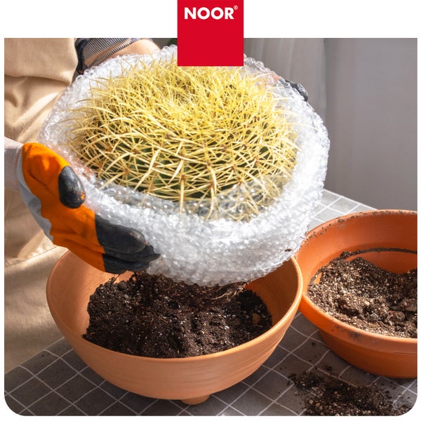 Person mit Handschuhen setzt einen Kaktus in einen Tontopf mit Blumenerde, Noor Logo.