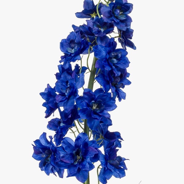 Blütenstiel eines Rittersporns mit dunkelblauen Blüten und vielen Knospen.