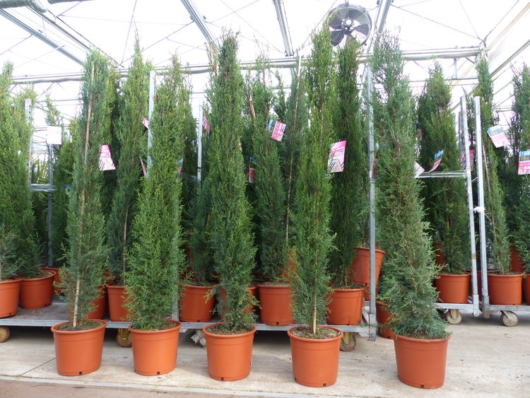 Mehrere hohe, schmale Säulenzypressen in braunen Töpfen auf Rollwagen in einem hellen Gewächshaus.