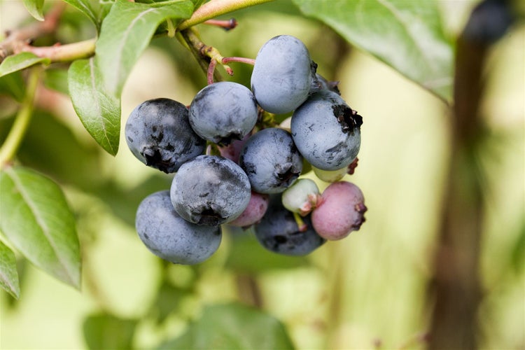 Vaccinium corymbosum 'Sierra', Heidelbeere, 25–30 cm, ertragreich