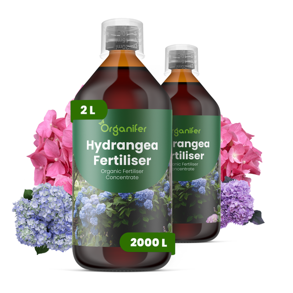 Zwei Flaschen Organifer Hortensiendünger, organisches Konzentrat, 2 Liter für 2000 Liter, mit rosa und blauen Hortensienblüten.