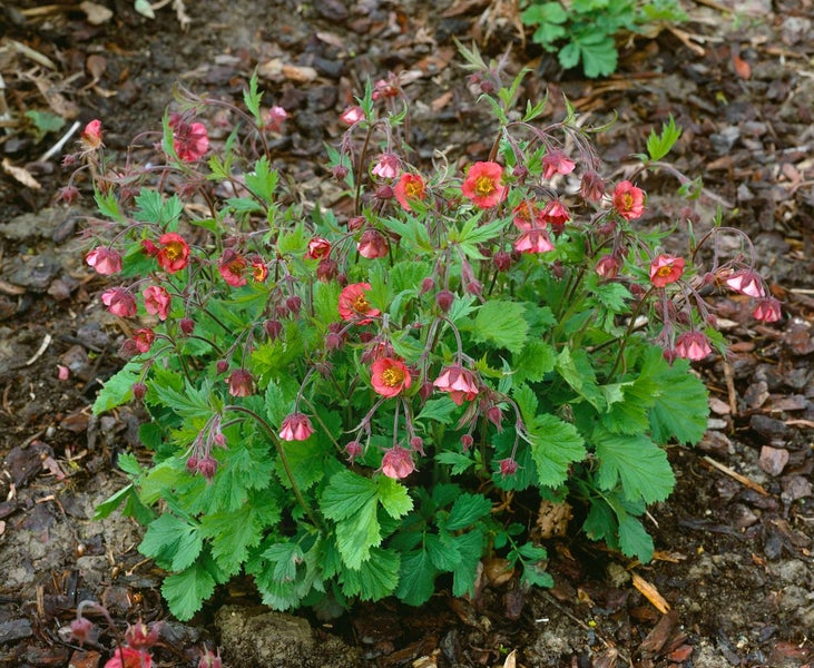 Geum rivale 'Flames of Passion', Bachnelkenwurz, rot, ca. 9x9 cm Topf