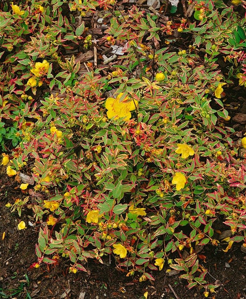 Hypericum moserianum 'Tricolor', Johanniskraut, buntes Laub, ca. 9x9 cm Topf