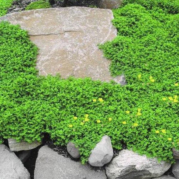 Szene mit Felsen und grüner Polsterstaude mit vereinzelten gelben Blüten