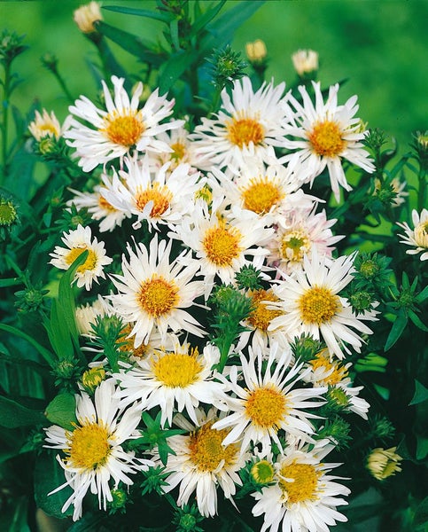 Aster ericoides 'Schneetanne', Heideaster, weiß, ca. 11x11 cm Topf