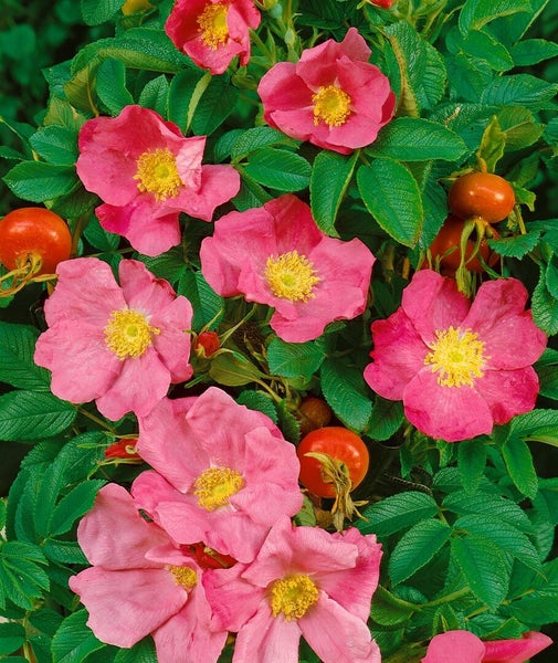 Rosa rugosa Strauch mit Blüten und Hagebutten
