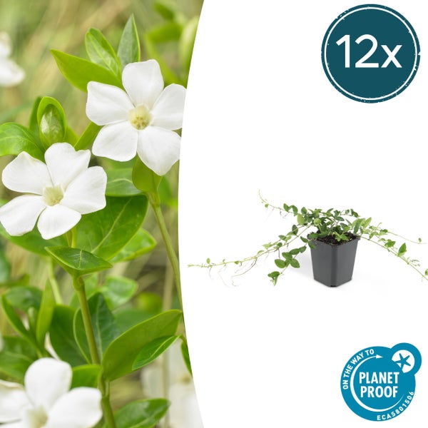 Bodendecker - Kleines Immergrün - Vinca minor 'Alba' - weißblühend - 9cm Topf - Set mit 12 Pflanzen