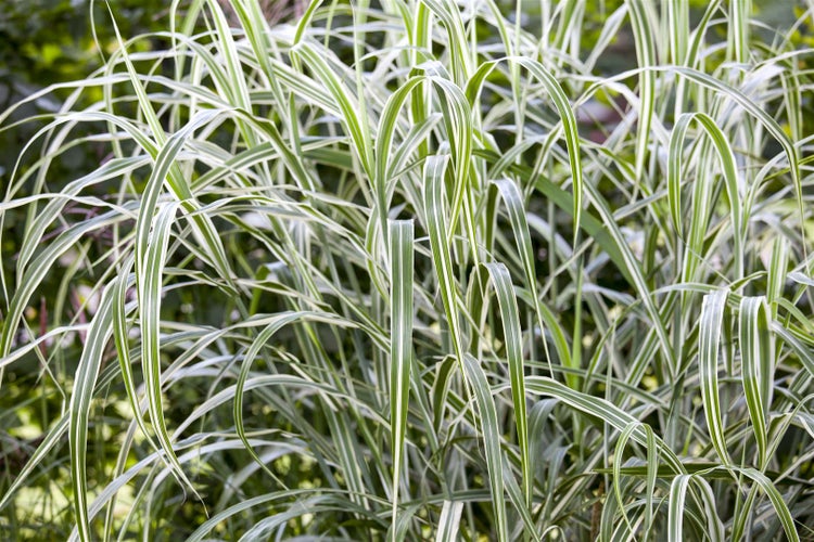 Miscanthus sinensis 'Cosmopolitan', Chinaschilf, grün-weiß, 3-5 L Container