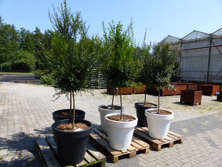 Hohe Bäume in großen runden Pflanzkübeln auf Holzpaletten in einem Außenbereich eines Gartencenters.