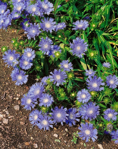 Stokesia laevis, Kornblumenaster, blau, ca. 9x9 cm Topf