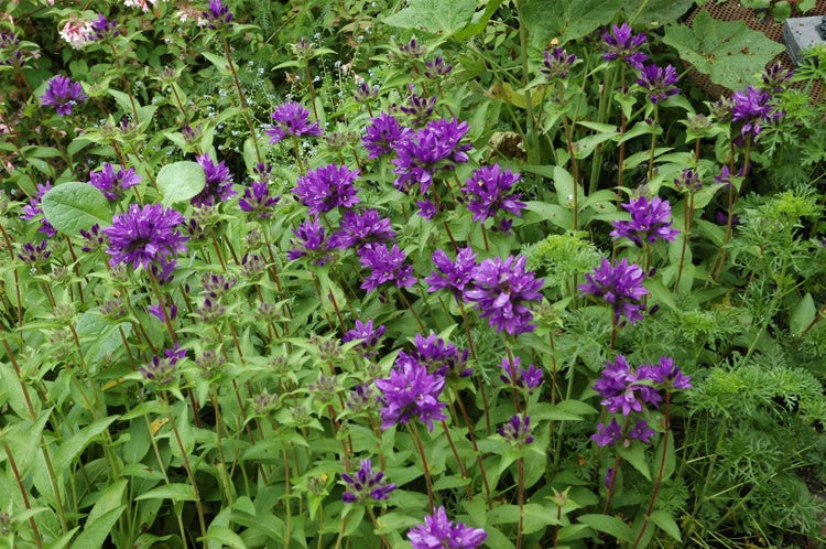 Campanula glomerata 'Superba', Knäuel-Glockenblume, violett, ca. 9x9 cm Topf